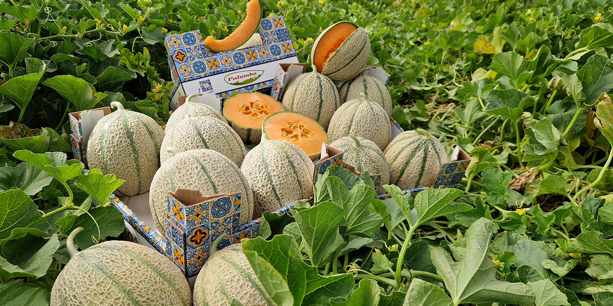 Baronerosso F1, il melone retato LSL: tenuta, gusto e sostenibilità in campo